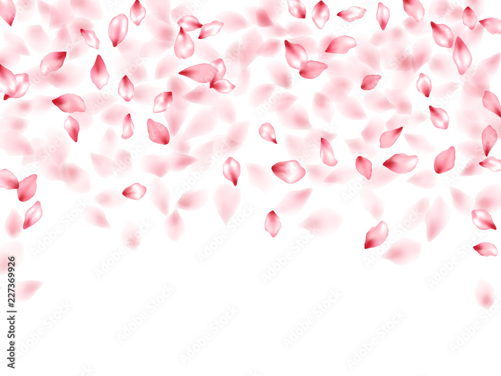 Pink sakura flower flying petals isolated on white