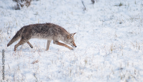 Coyotes in winter