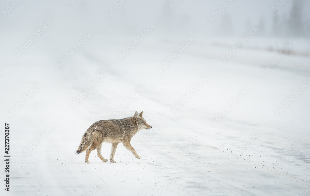 Fototapeta premium Coyotes in winter