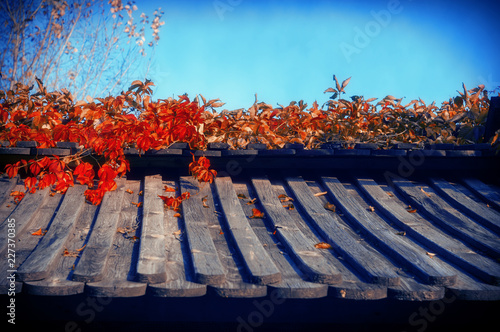 Autumn Japanese Garden photo