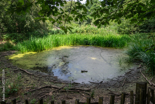Fototapeta Naklejka Na Ścianę i Meble -  Small water pond in Banstead woods