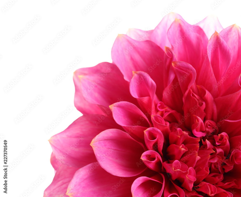 Beautiful pink dahlia flower on white background, closeup
