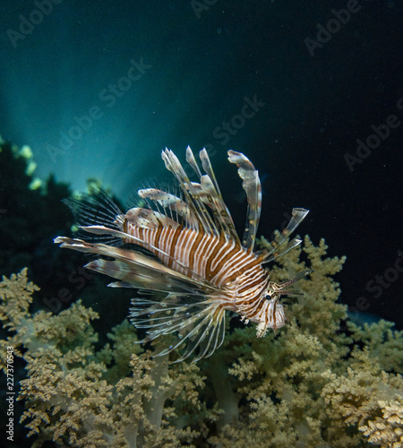 Lionfish in the Red Sea