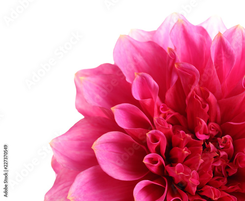 Beautiful pink dahlia flower on white background, closeup