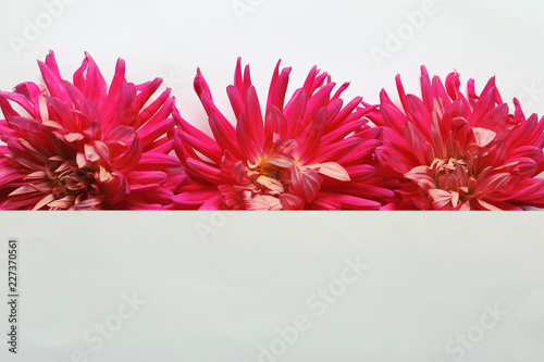 Fototapeta Naklejka Na Ścianę i Meble -  Flat lay composition with beautiful dahlia flowers and blank card on white background