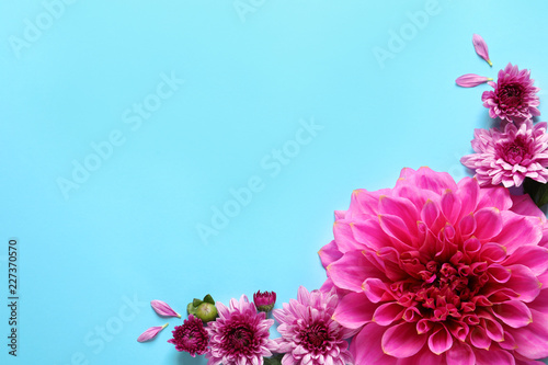 Fototapeta Naklejka Na Ścianę i Meble -  Flat lay composition with beautiful dahlia flowers and space for text on color background