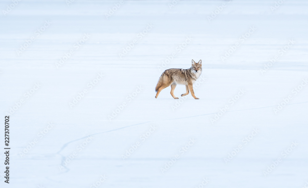 Coyotes in winter Coyotes in winter