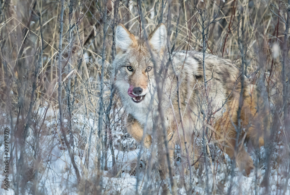 Obraz premium Coyotes in winter