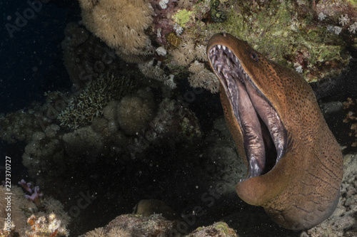 Giant moray eel in the Red Sea