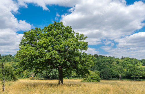 Large tree in Banstead woods