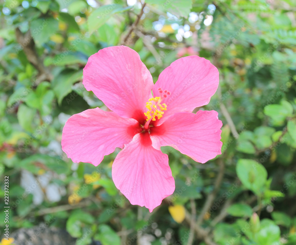 Beautiful hibiscus flower in the garden Beautiful hibiscus flower in the garden