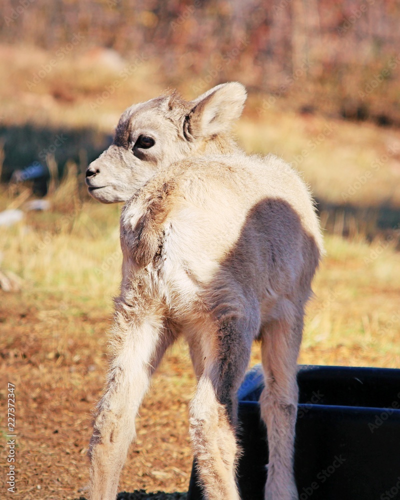 Baby Bighorn Sheep in South Dakota Baby Bighorn Sheep in South Dakota