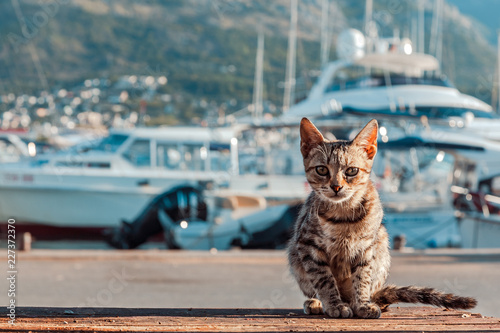 The cat is on the quay.