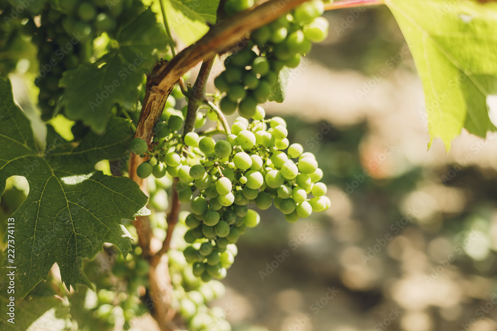 Obraz premium Sunny agriculture./ Grapes on vine in vineyard, south Poland