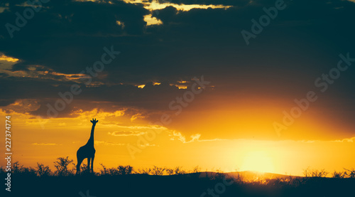 Giraffe in wild at sunset