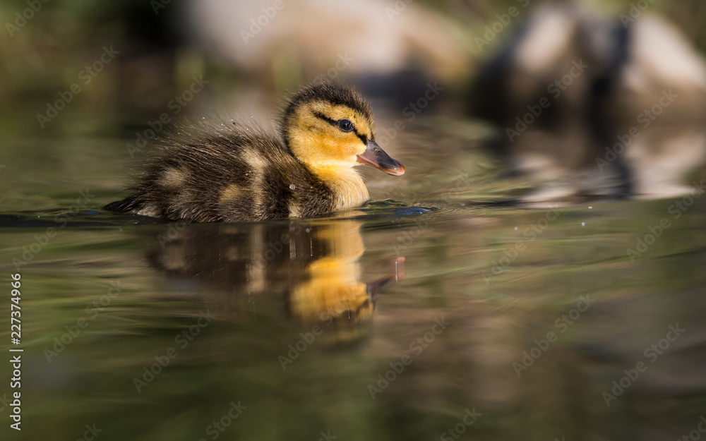 Mallard duck Mallard duck