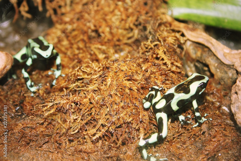 Obraz premium Dart Frogs in a Terrarium