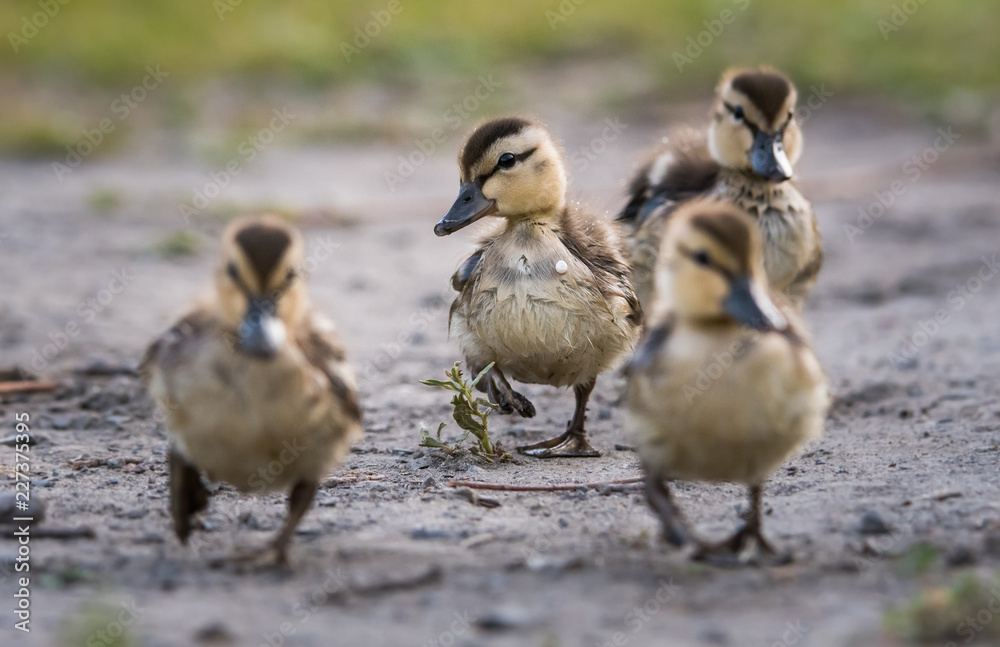 Mallard duck Mallard duck