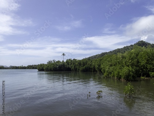  The mangroves on Tonoas Island, Truk Lagoon