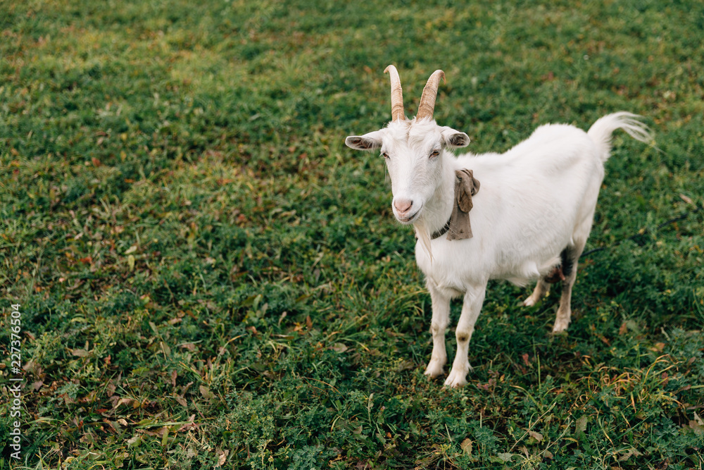 Obraz premium White goat with big horns and a beard with a collar is grazing on the field