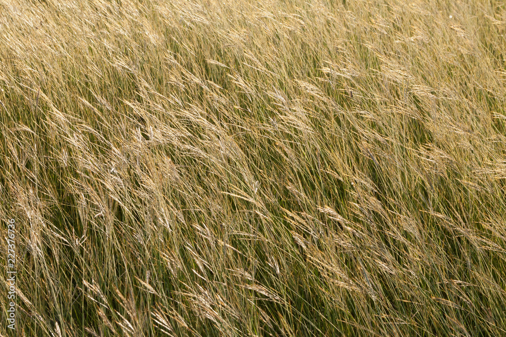 Long Grass Long Grass