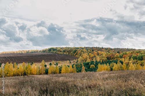 Autumn colorful forest and field in cloudy weather.
