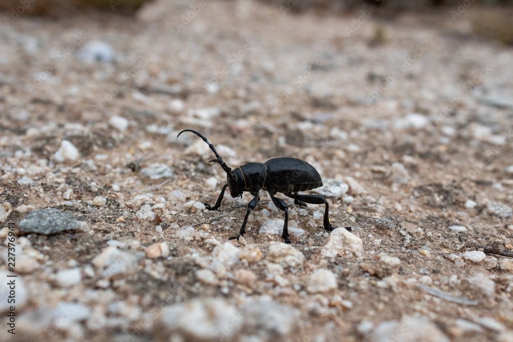 Cactus or cholla longhorn beetle walking along the sand of the Sonoran Desert in Pima County, Tucson, Arizona. USA 2018. Cactus or cholla longhorn beetle walking along the sand of the Sonoran Desert in Pima County, Tucson, Arizona. USA 2018.