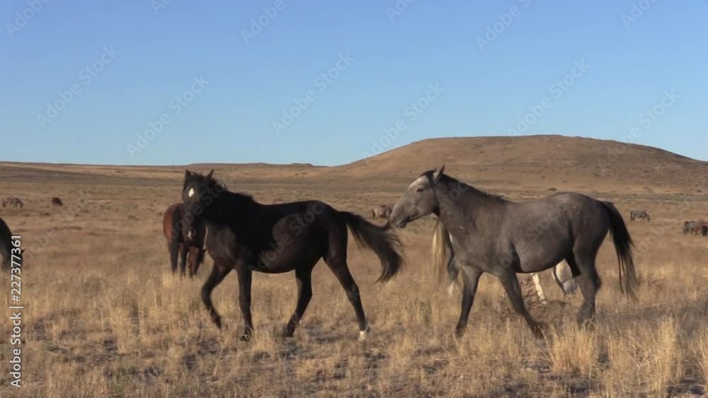 Wild horse Stallions Fighting