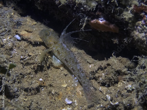 A juvenile Mud Reef Goby  Exyrias belissimus  displaying it s dorsal fin in Truk Lagoon  Micronesia