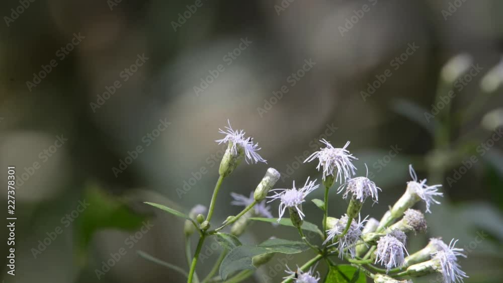 Butterfly takes the pollen out of the flower and flies. Butterfly takes the pollen out of the flower and flies.