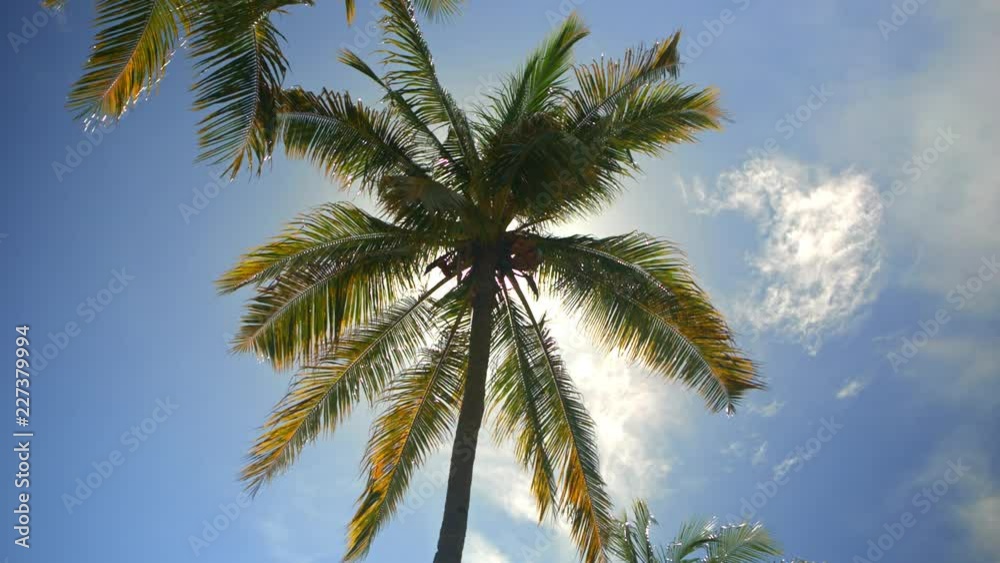 Coconut palm tree under blue sky. Summer vacation holiday and nature travel adventure concept. Relaxing weekend near seaside. Coconut palm tree under blue sky. Summer vacation holiday and nature travel adventure concept. Relaxing weekend near seaside.
