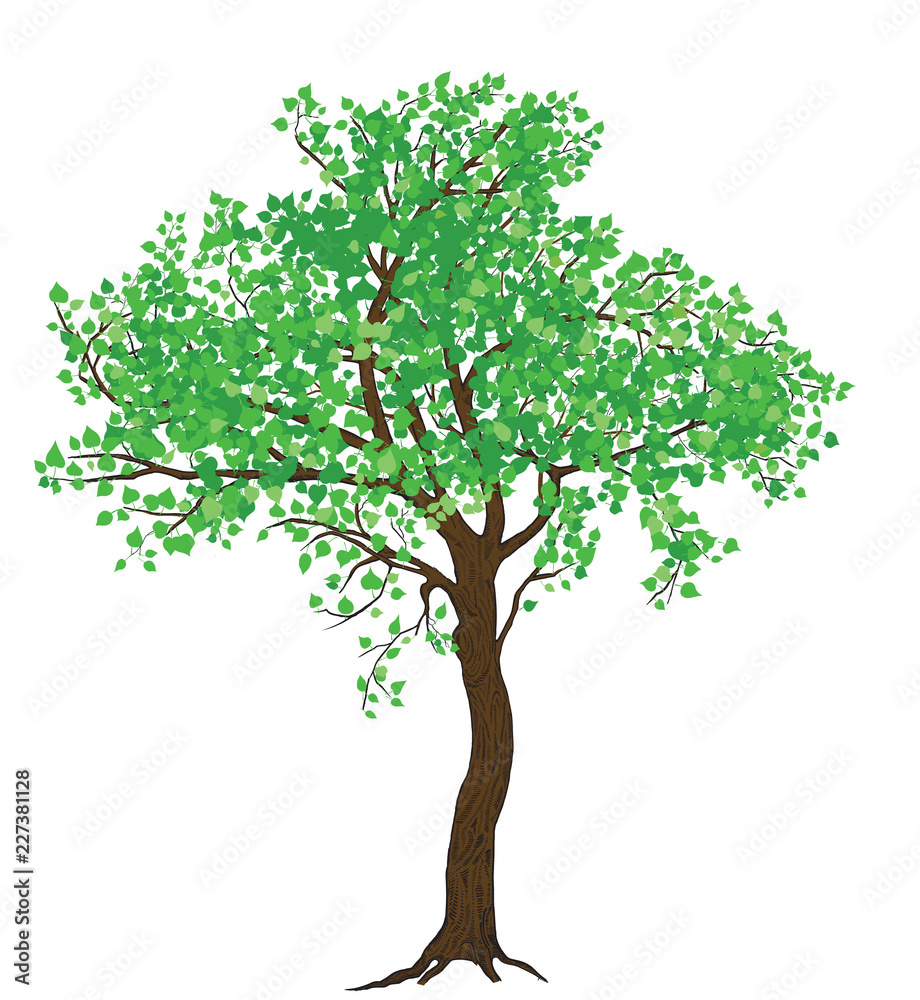 Naklejka odosobnione lato zielone drzewo ilustracja do druku  wielkoformatowego #227381128 - Drzewa - Naklejki | ecowall24.pl