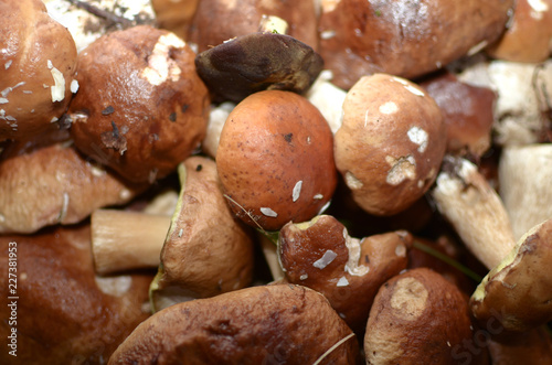 lots of fresh mushrooms close-up