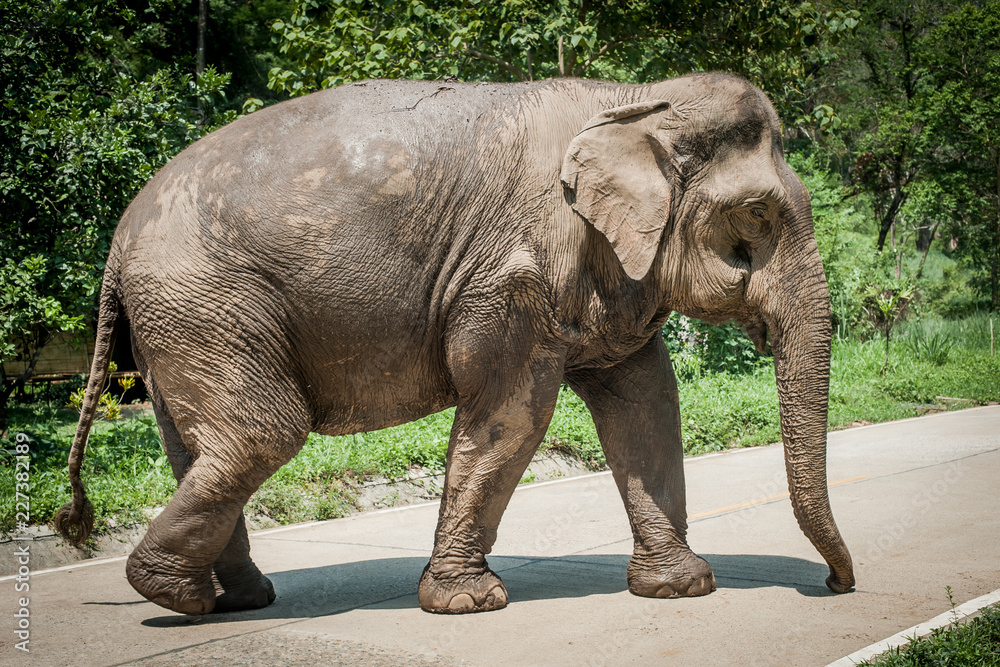 Fototapeta premium Beautiful elephant walking in natural reserve