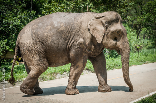 Beautiful elephant walking in natural reserve