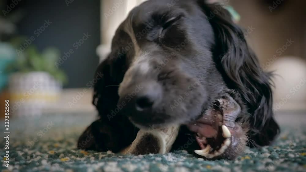 Mans best friend having a great time chewing on a bone.