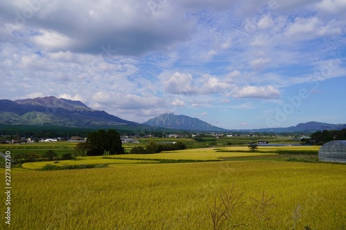 収穫前の水田と阿蘇の山々