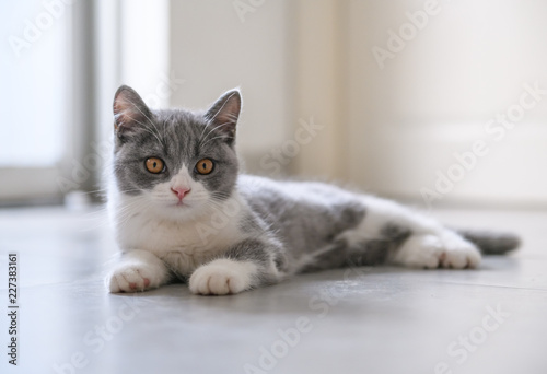 Fototapeta Naklejka Na Ścianę i Meble -  cute British Short-hair cat