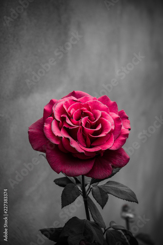 Rosa de color tenue 