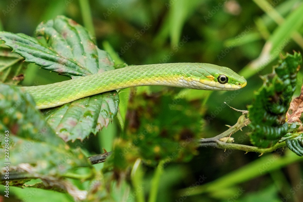 A rough greensnake, also known as a green grass snake, slithers through the greenery at Yates Mill County Park in Raleigh North Carolina. A rough greensnake, also known as a green grass snake, slithers through the greenery at Yates Mill County Park in Raleigh North Carolina.