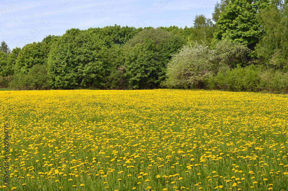 blooming field of yellow dandelions on the edge of the forest blooming field of yellow dandelions on the edge of the forest