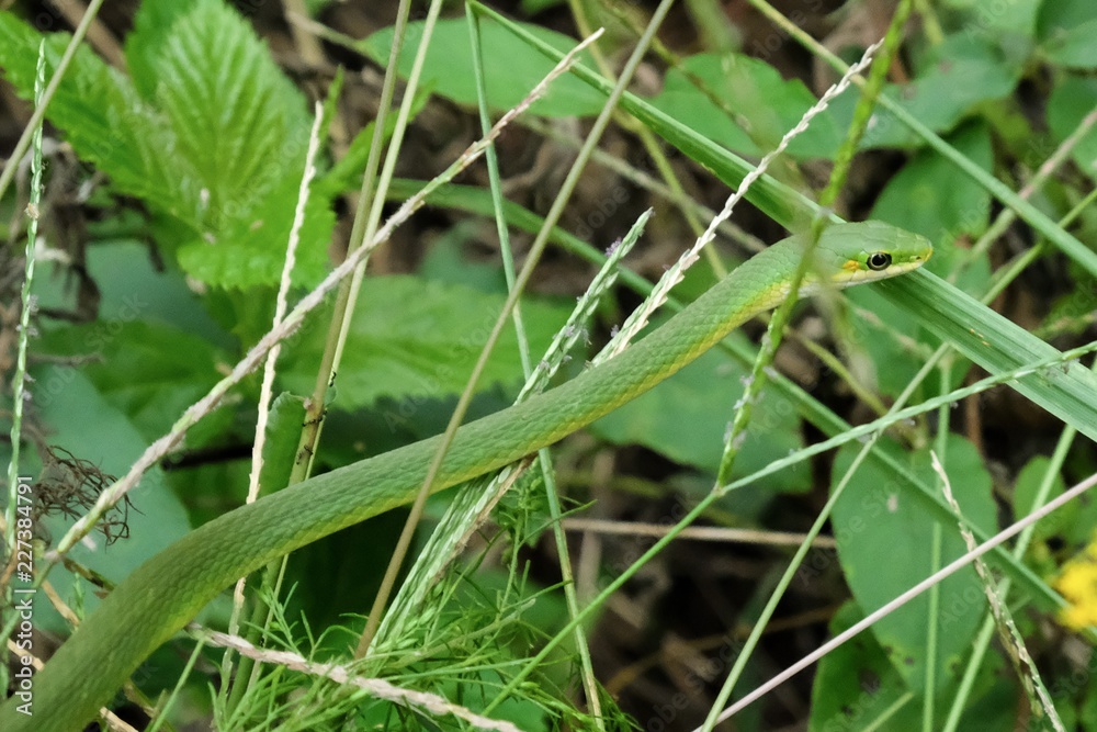 A rough greensnake, also known as a green grass snake, waits motionless in the bushes at Yates Mill County Park in Raleigh North Carolina. A rough greensnake, also known as a green grass snake, waits motionless in the bushes at Yates Mill County Park in Raleigh North Carolina.