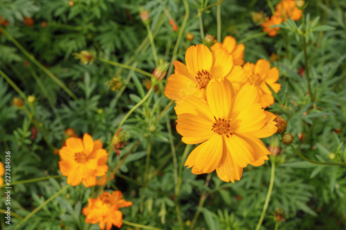 cosmos flower field under beautiful light