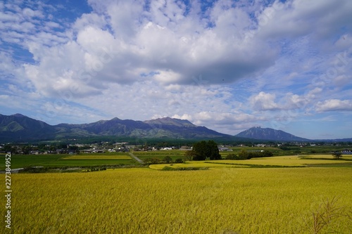 収穫前の水田と阿蘇の山々 © 初男 竹本