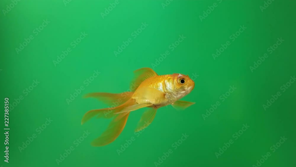 Beautiful yellow fish on green screen background