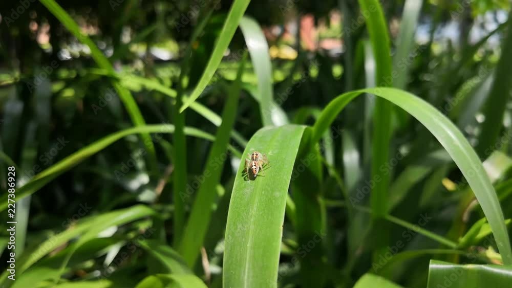 Lovely light brown jumping spider on a green large leaf showing its wonderful colors in a sunny day. Arachnid from the Salticidae family. Lovely light brown jumping spider on a green large leaf showing its wonderful colors in a sunny day. Arachnid from the Salticidae family.