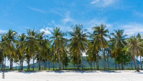 Coconut Tree and Blue Sky and Mountain on Sam Phraya Beach Prachuap Khiri Khan Thailand Wide Angle