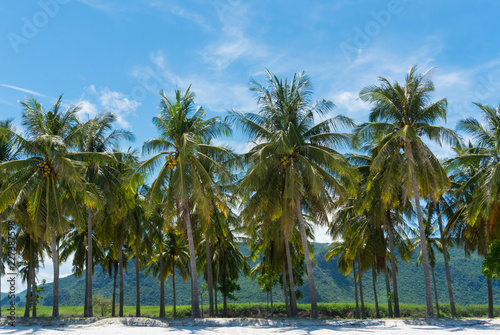 Fototapeta Naklejka Na Ścianę i Meble -  Coconut Tree and Blue Sky and Mountain on Sam Phraya Beach Prachuap Khiri Khan Thailand