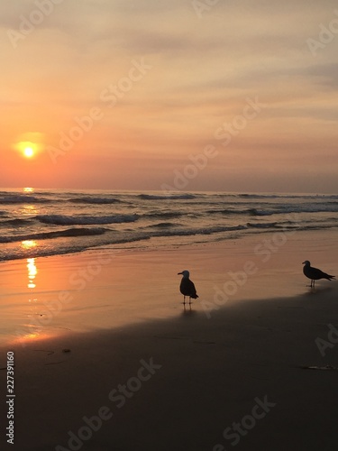 Seagulls watching a sunset in San Diego