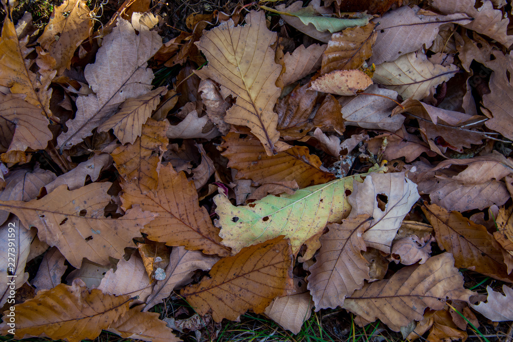 Colorful and bright background made of fallen autumn leaves Colorful and bright background made of fallen autumn leaves